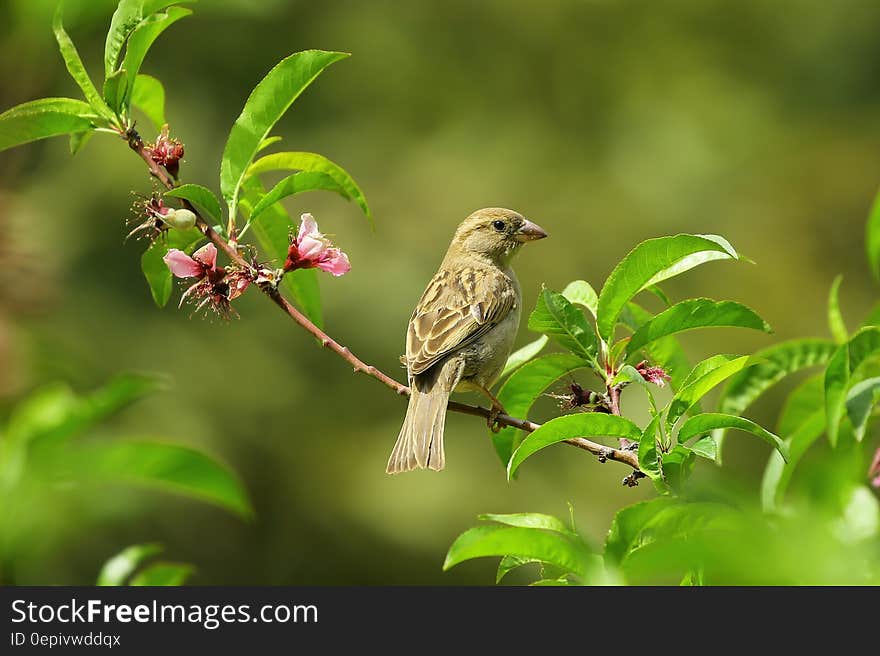 Gray Small Bird on Green Leaves