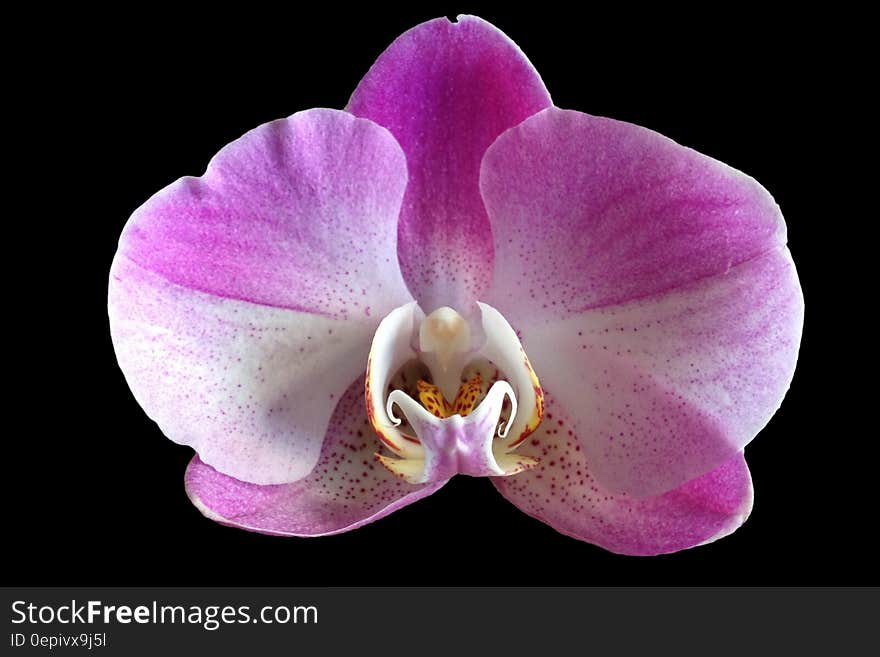 Purple and White Orchid Flower