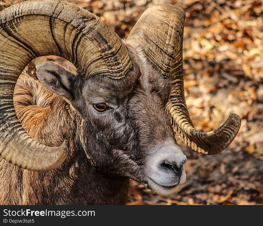 Black and Brown Ram Animal