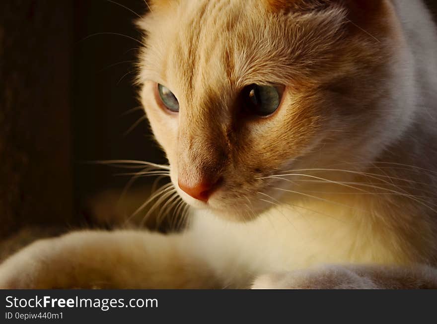 Orange and White Tabby Cat