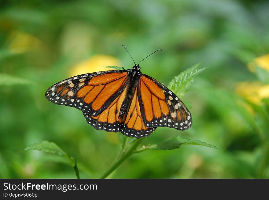 Brown Black White Butterfly on Green Leaf Plant