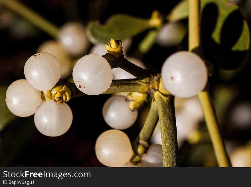 Round White Fruit