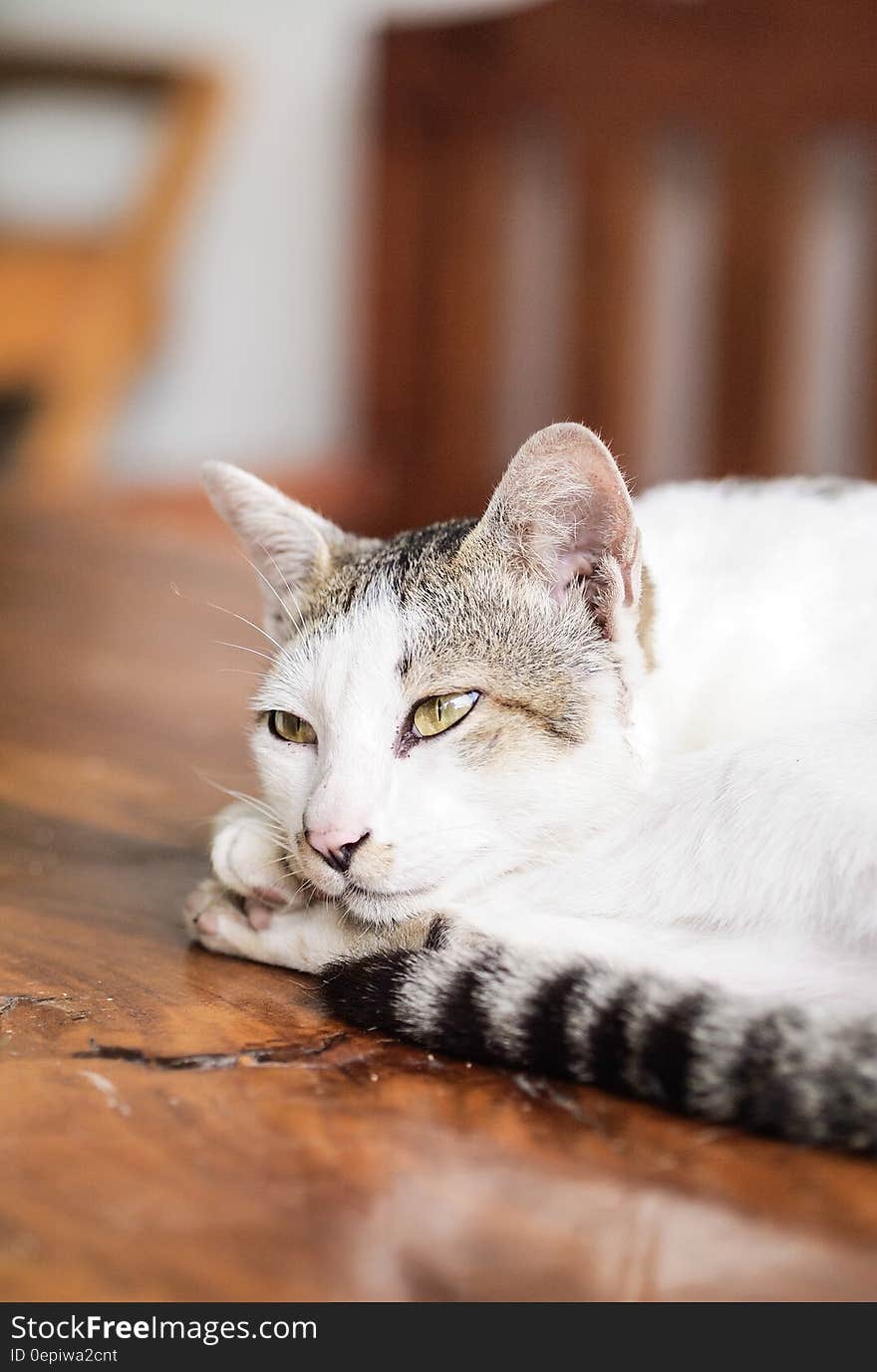 White and Black Cat Lying on Brown Wooden Table