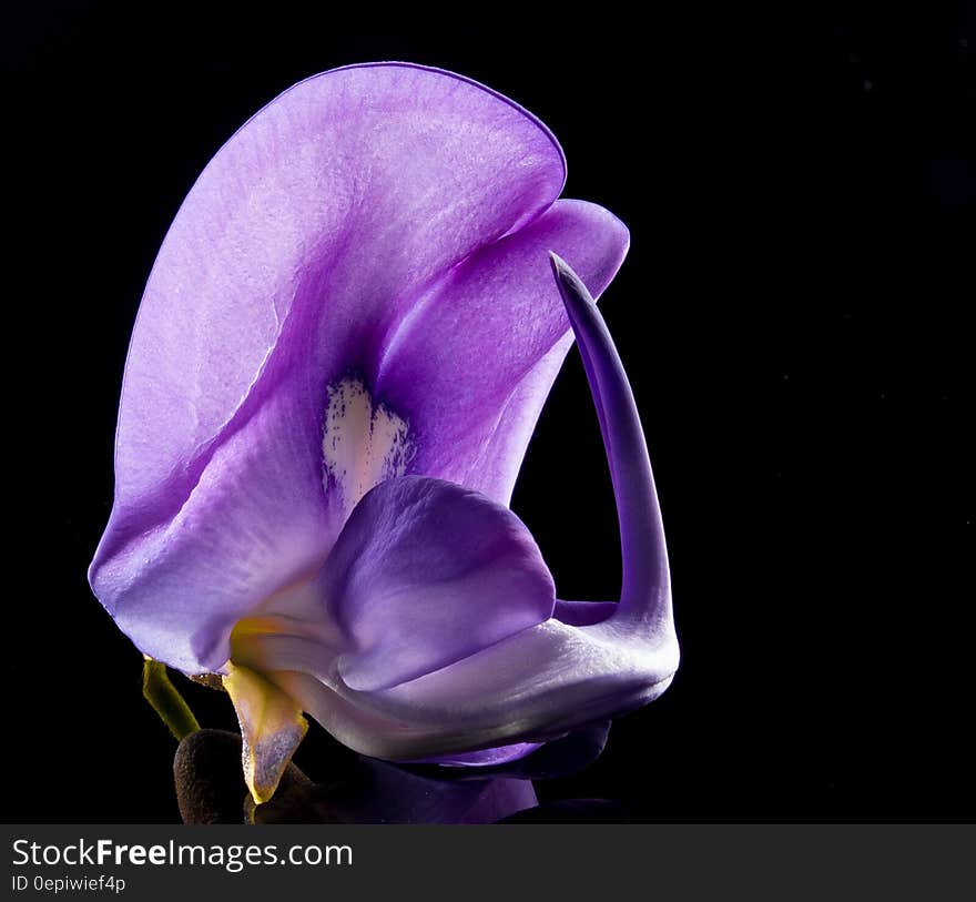 Purple Petal Flower