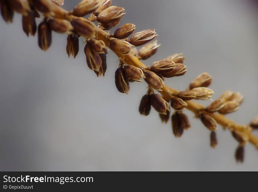 Brown Plant Close Up Picture