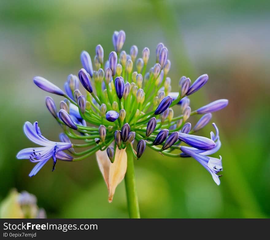 Green Yellow and Purple Cluster Petaled Flower