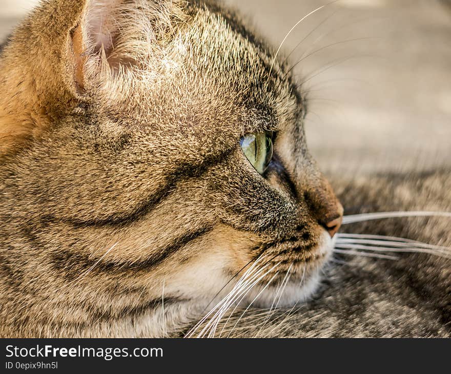 Brown and Black Short Coat Cat