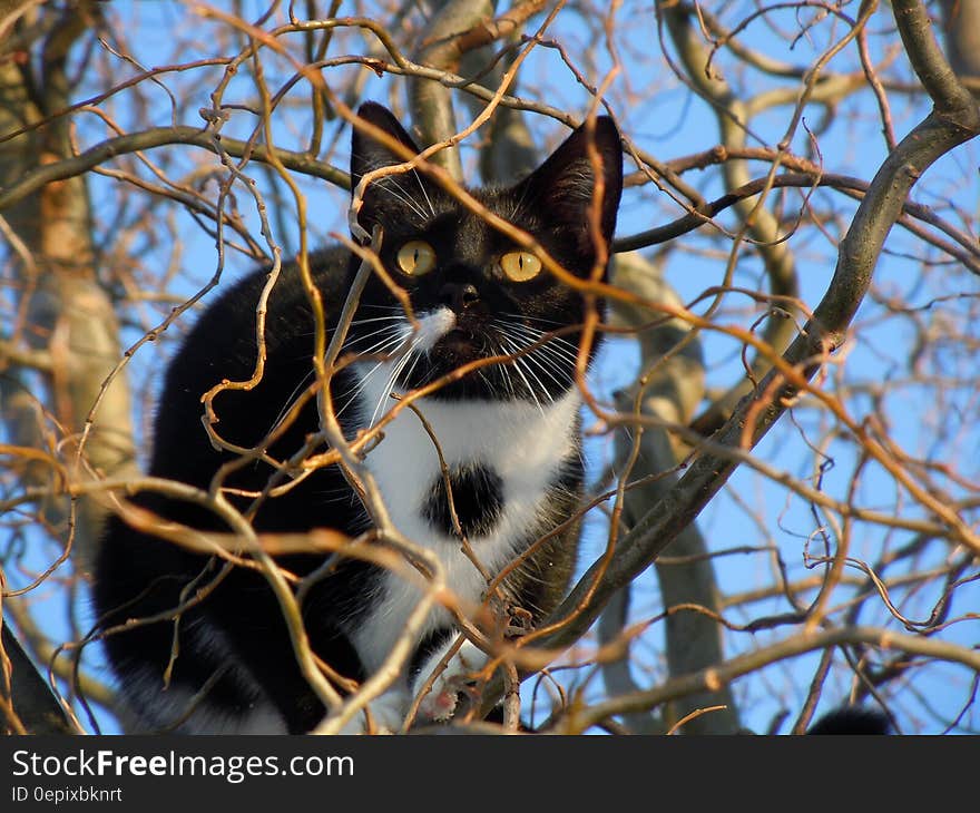 Black and White Cat in a Tree