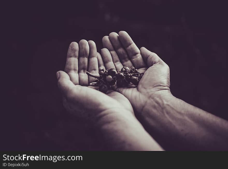 Close up of hands holding grapes in open palms in black and white.