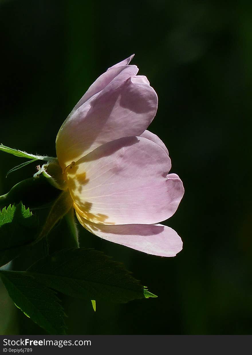 Pink Petaled Flower Blooming at Daytime