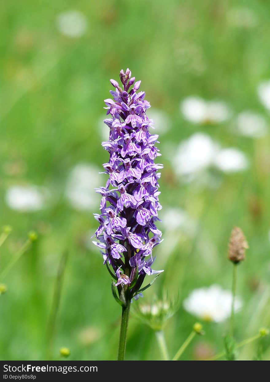 Purple Flowers Close Up Photo Graph