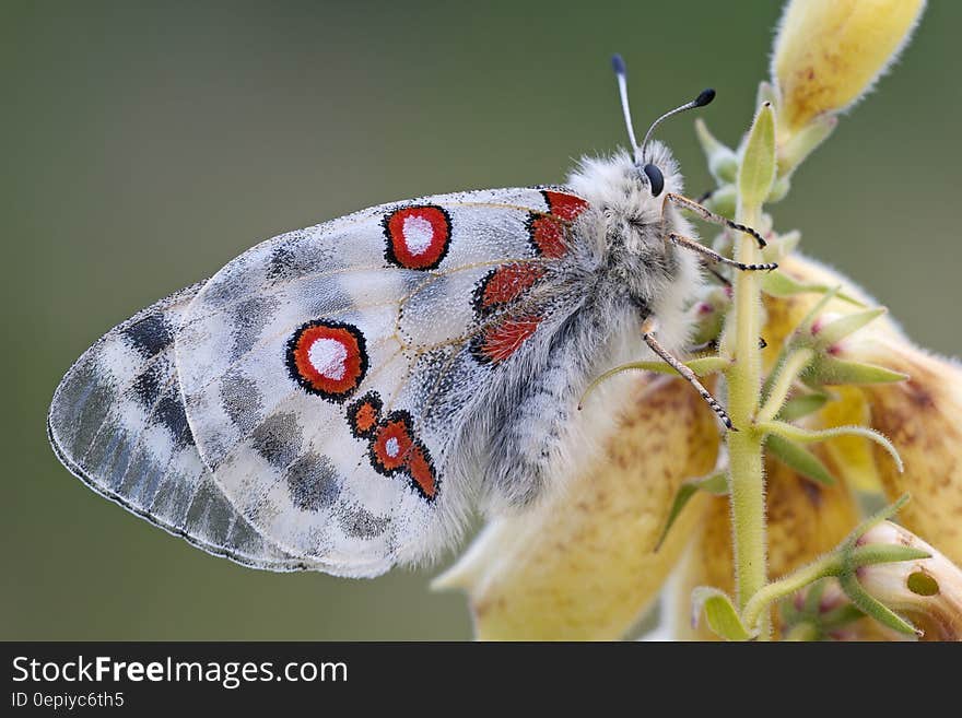 White Red and Black Butterfly on Yellow Flower