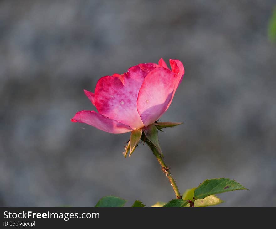 Red Rose Petals