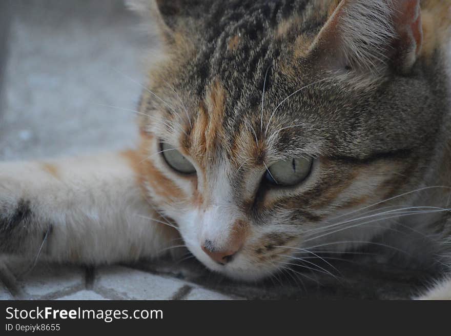 Close up portrait of domestic short haired cat. Close up portrait of domestic short haired cat.