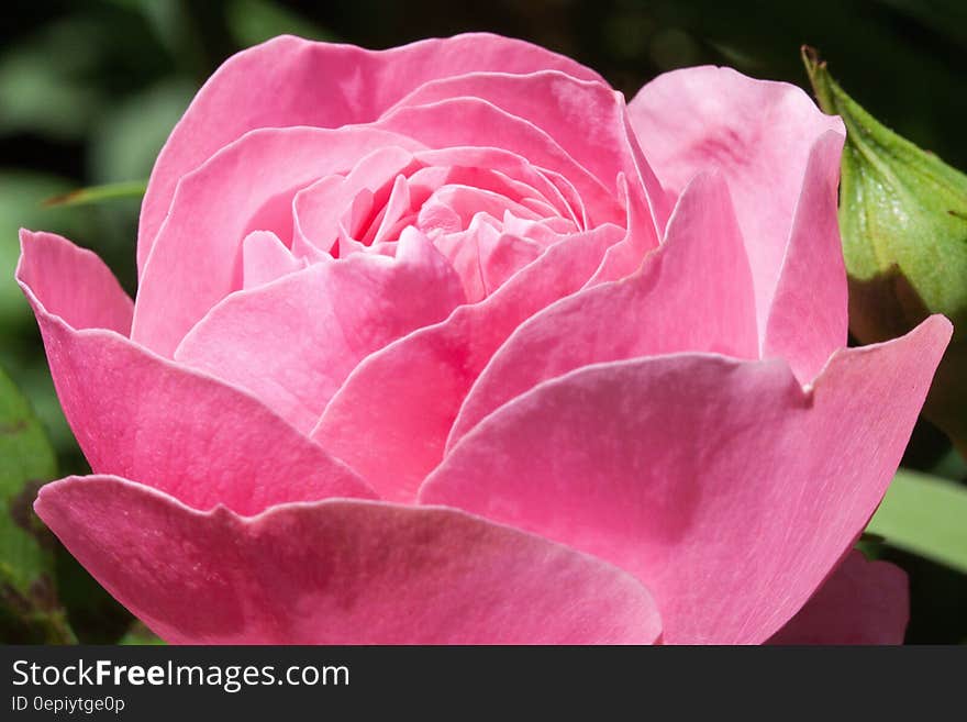 Close up of pink rose bloom with green leaves in sunny garden.