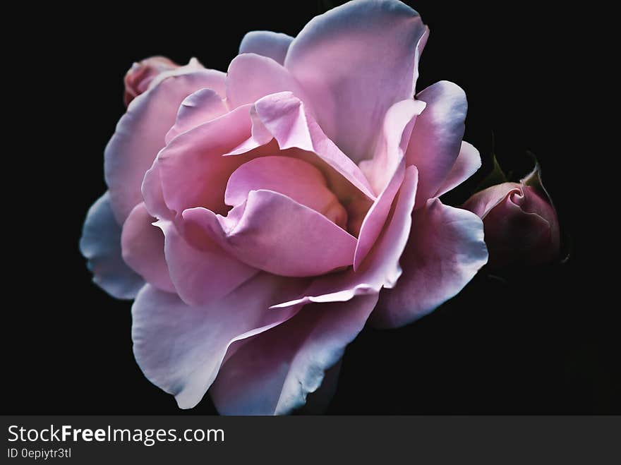 Pink Petaled Flower