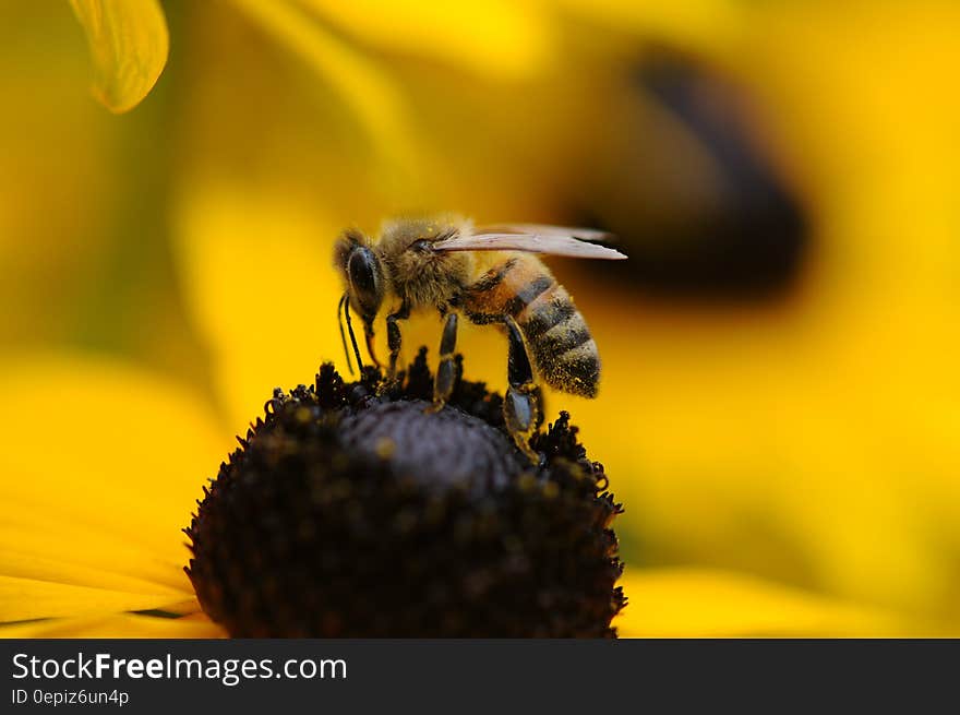 Tilt Shift Lens Photography of Yellow and Black Bee