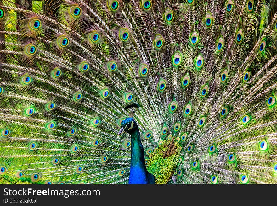 Blue Green and Brown Peacock