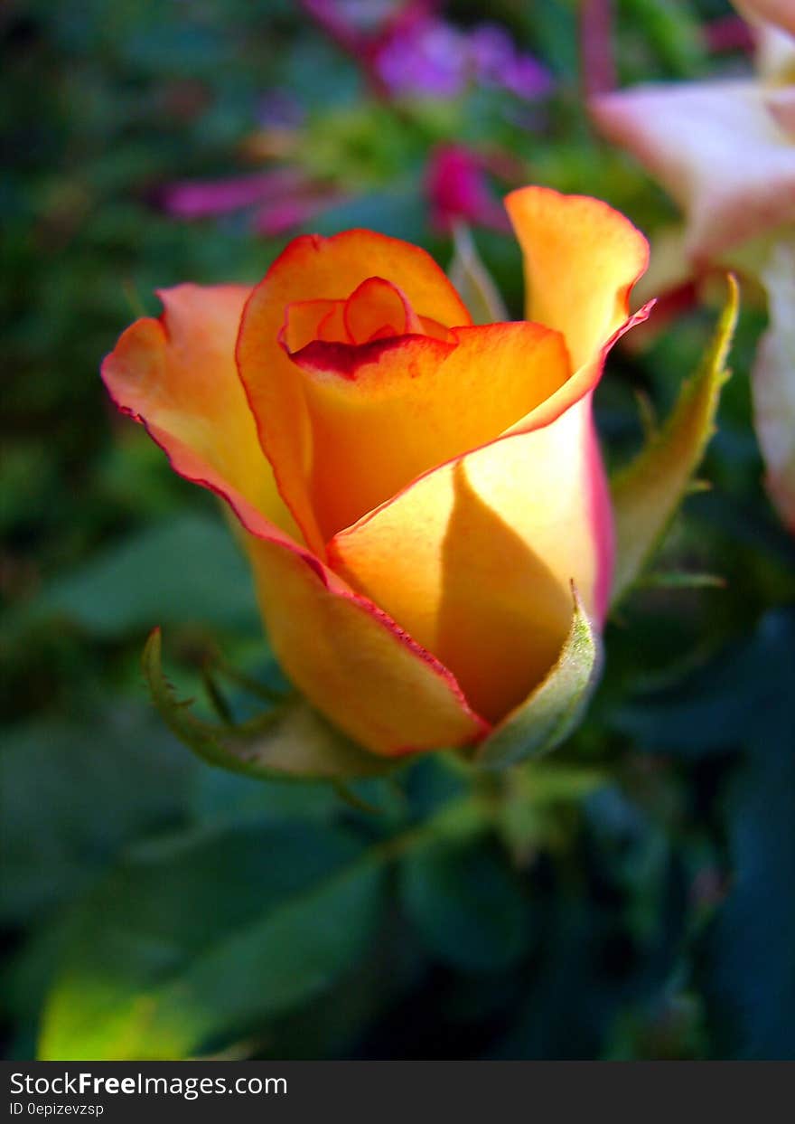 Closeup of beautiful yellow rose with petals tipped with red and pink , selective focus, background green blur. Closeup of beautiful yellow rose with petals tipped with red and pink , selective focus, background green blur.