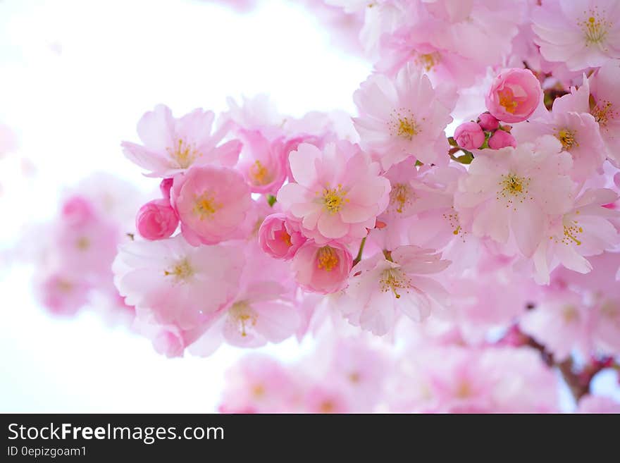 Pink Flowers