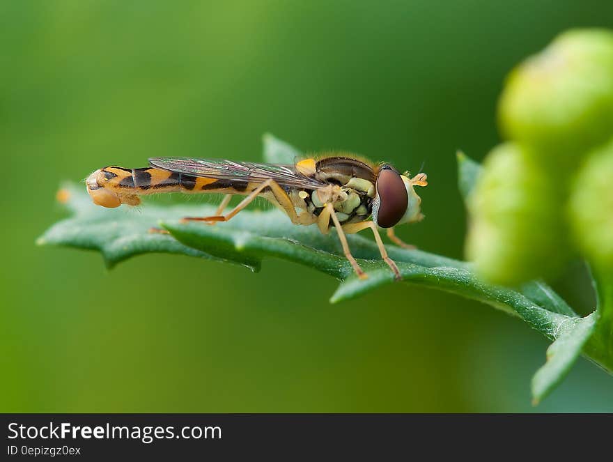 Brown and Yellow Robber Fly Perched on Green Leaf during Daytime