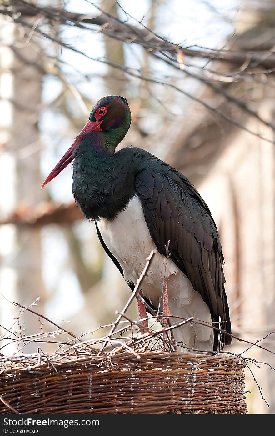 Black White and Red Long Beaked Bird on Brown Nest