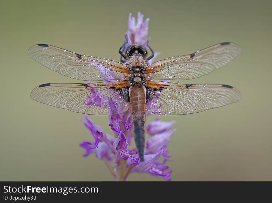 Black and Brown Dragonfly on Purple and Pink Flowers