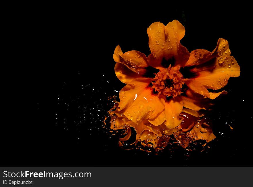 Orange Flower Illustration