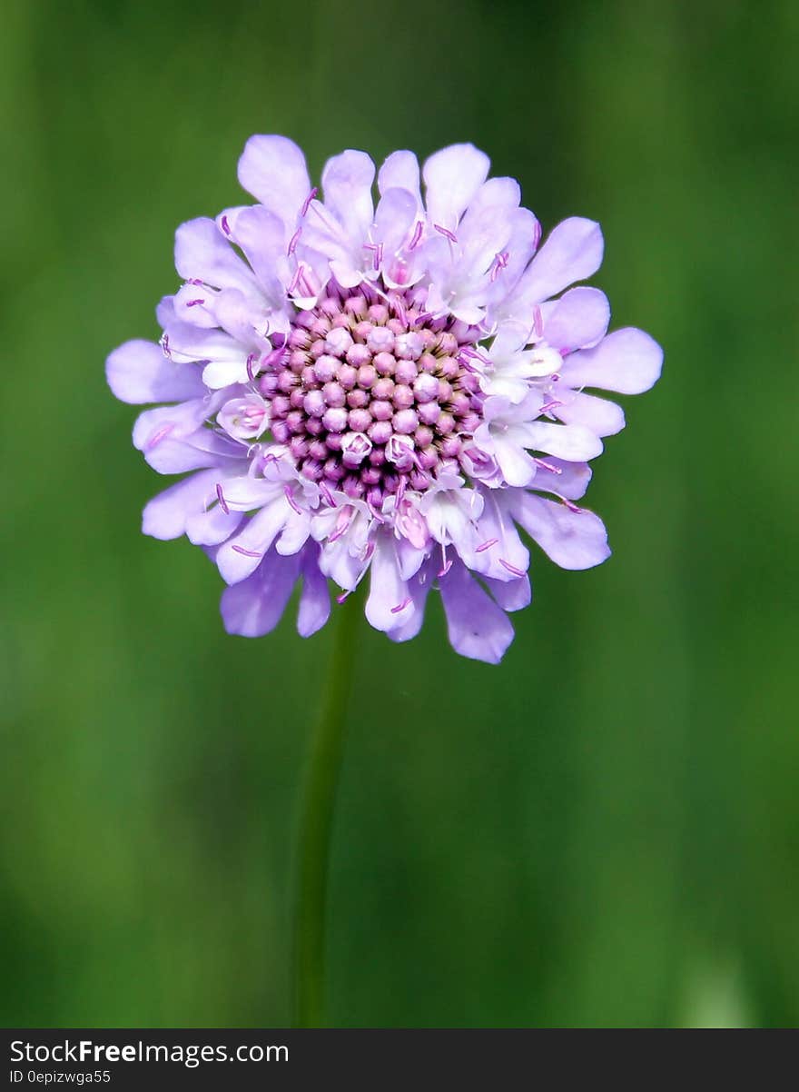 Purple Multi Petal Flower