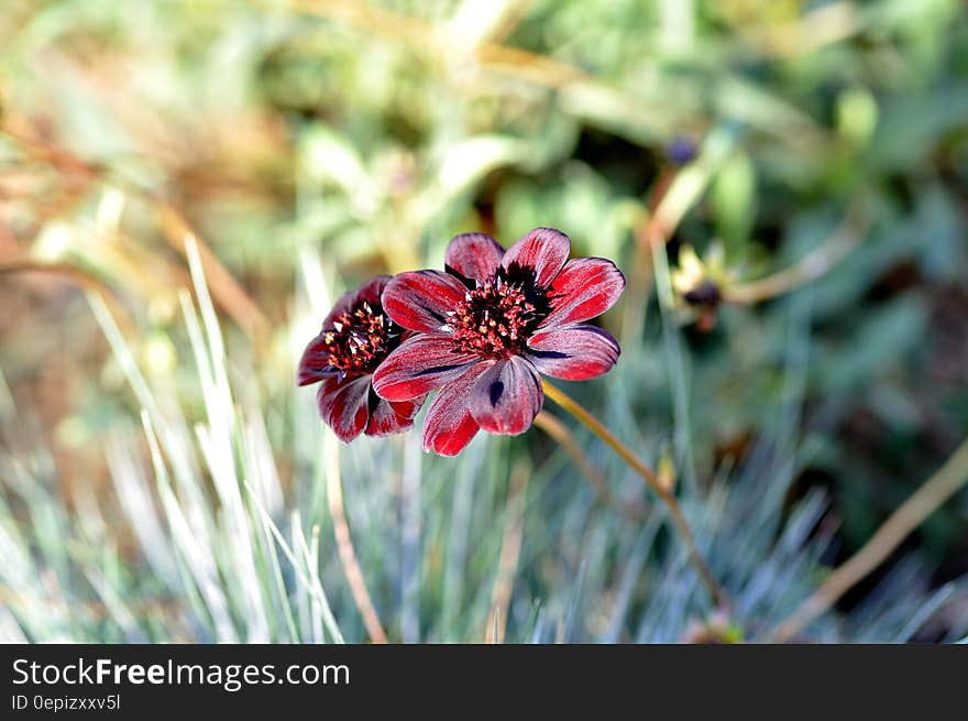 Close Up Photo of Red and White Petaled Flower