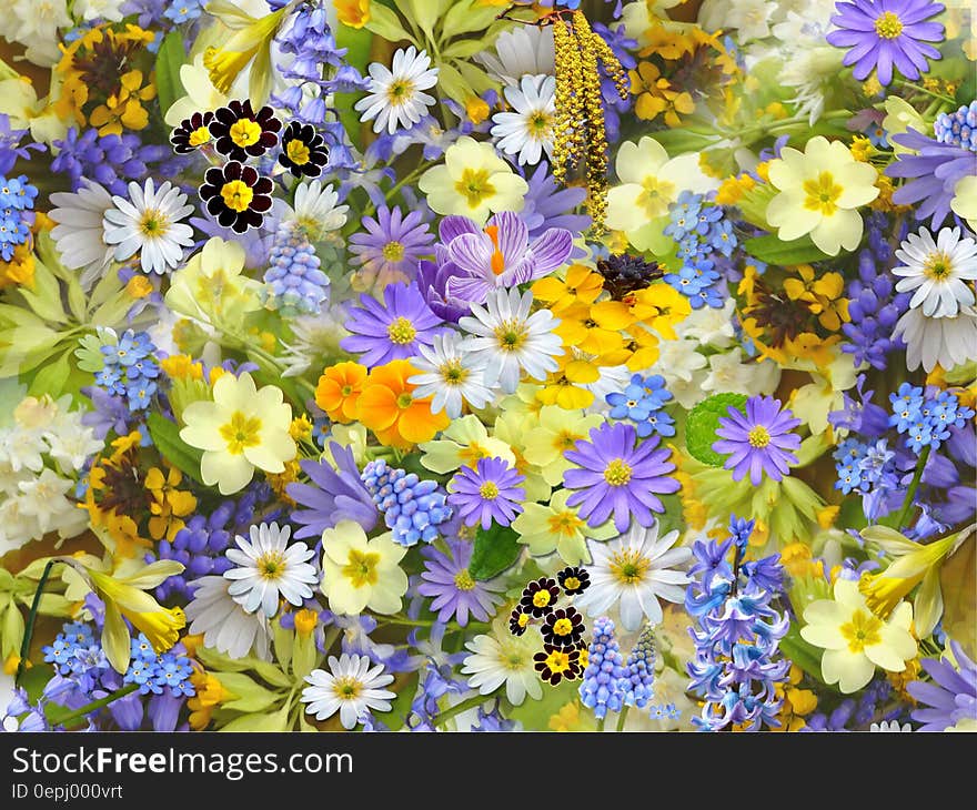 Colorful background created using a profusion of small Spring flowers including polyanthus, primroses, daisies, purple, yellow, buttercups, daffodils, miniature,. Colorful background created using a profusion of small Spring flowers including polyanthus, primroses, daisies, purple, yellow, buttercups, daffodils, miniature,