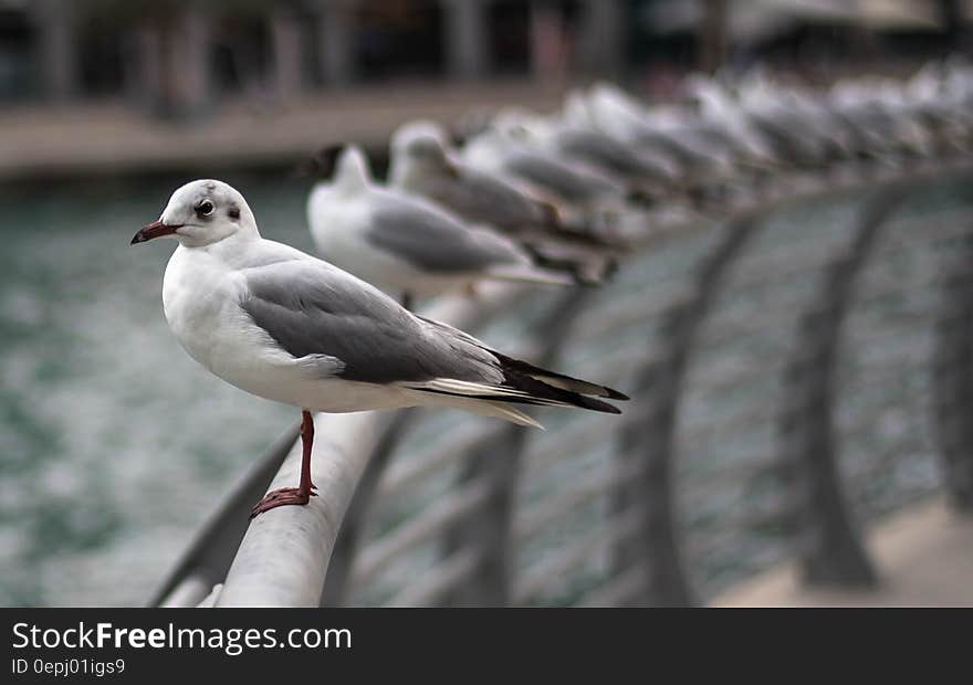 Flock of Birds