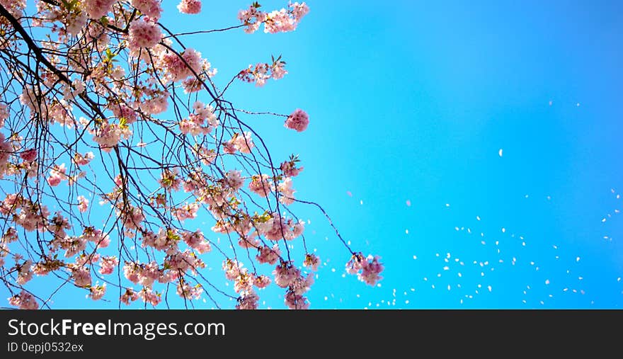 Photo of White and Red Petal Flower Under Blue Sky