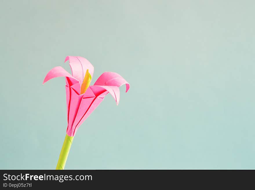 Pink 4 Petaled Flower