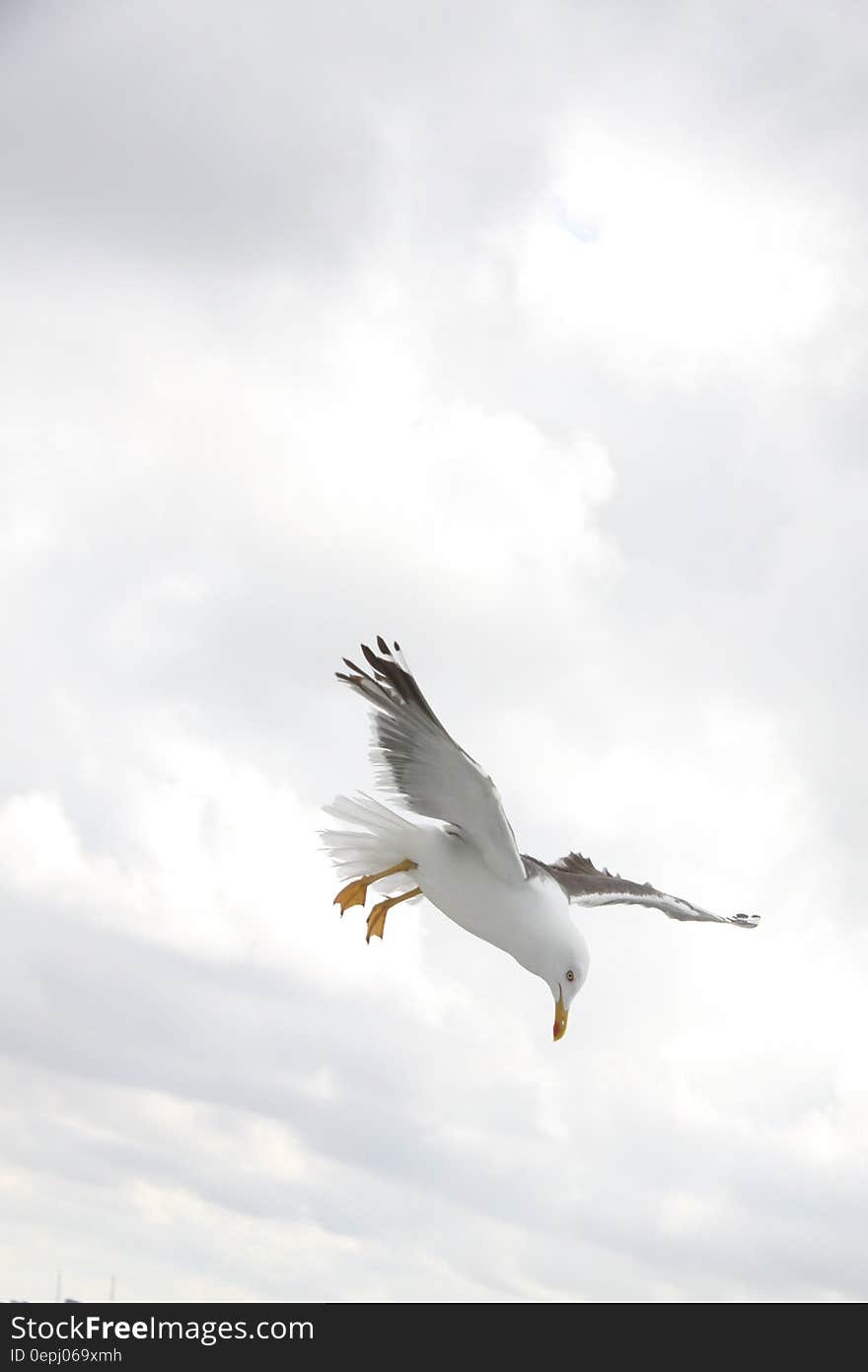 Sea Gull on Flight during Daytime