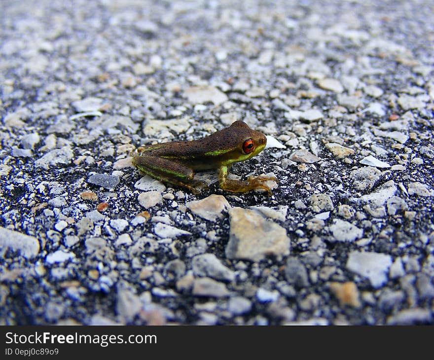 Black and Green Frog Surrounded by Rocks