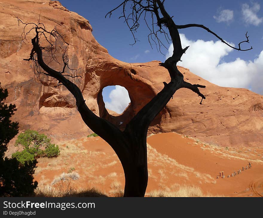 Black Bare Tree on the Brown Dessert Under Blue and White Sky