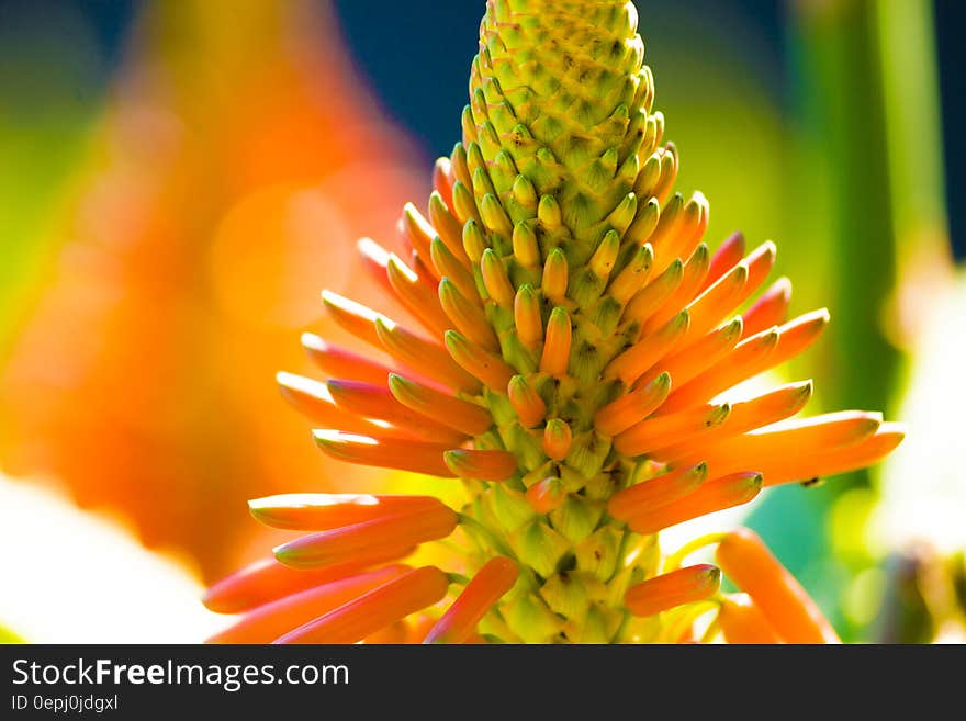 Orange Petaled Flower Macro Photography