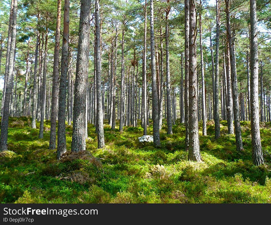 Green Trees on Green Grass during Daytime