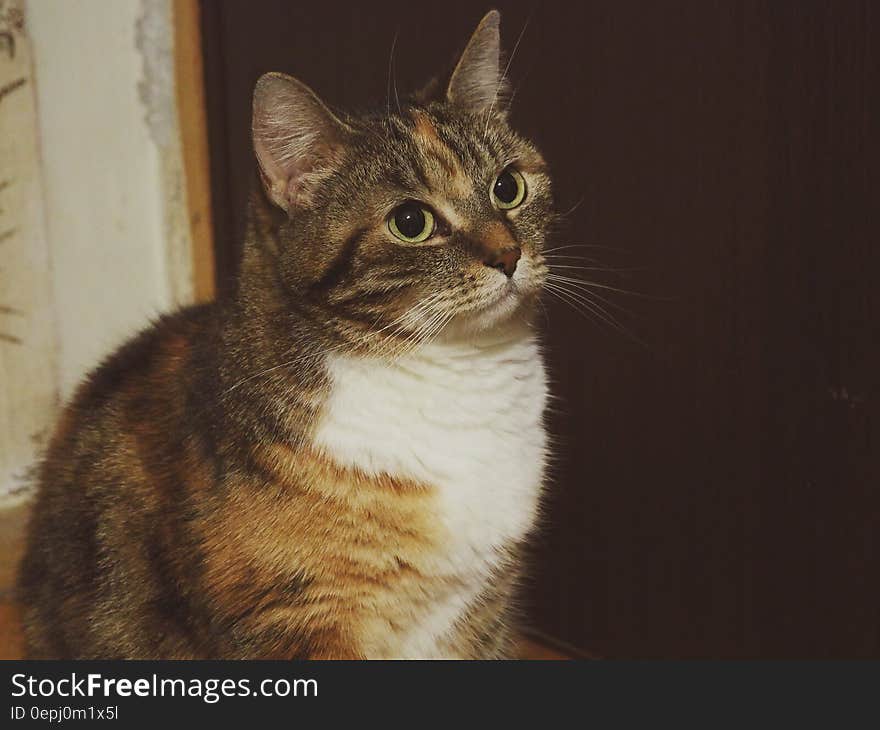 Portrait of intelligent thoughtful tabby cat with white chest and dark background. Portrait of intelligent thoughtful tabby cat with white chest and dark background.