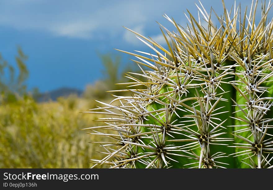 Green and Brown Cactus