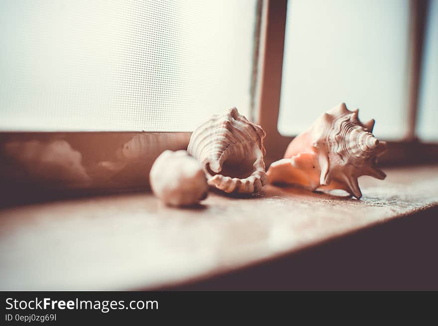 Brown Sea Shell on Brown Surface Near Window