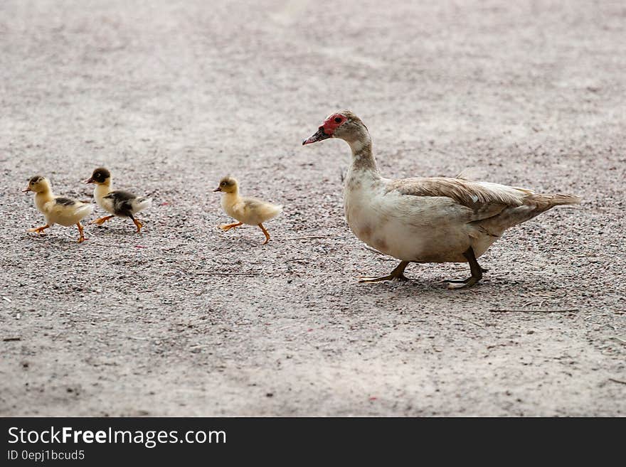 White and Brown Duck With Yellow and Black Ducklings Walking in Gray Floor during Daytime