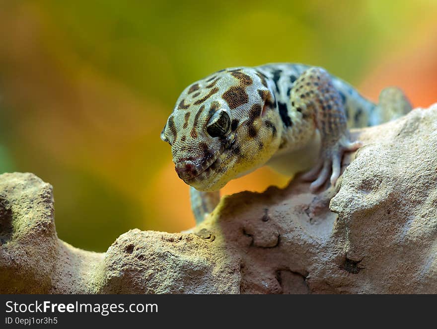 Gray Brown and White Lizard