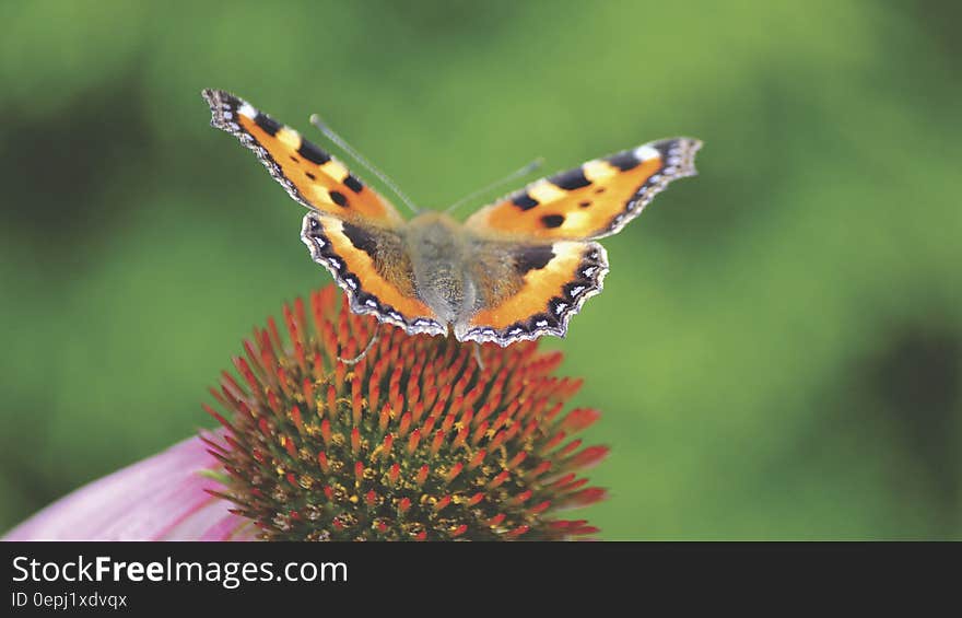 Brown Black and Gray Butterfly on Red and Green Flower