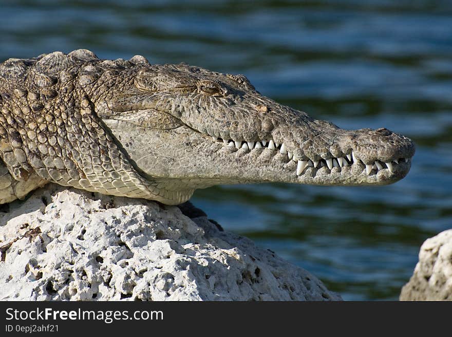 Profile of crocodile on sunny waterside rock. Profile of crocodile on sunny waterside rock.