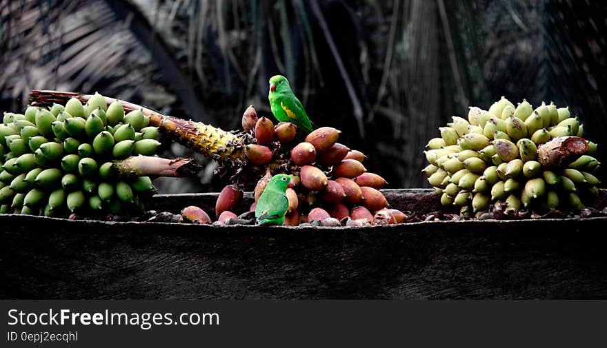 Green parrots on bunches of fresh bananas. Green parrots on bunches of fresh bananas.