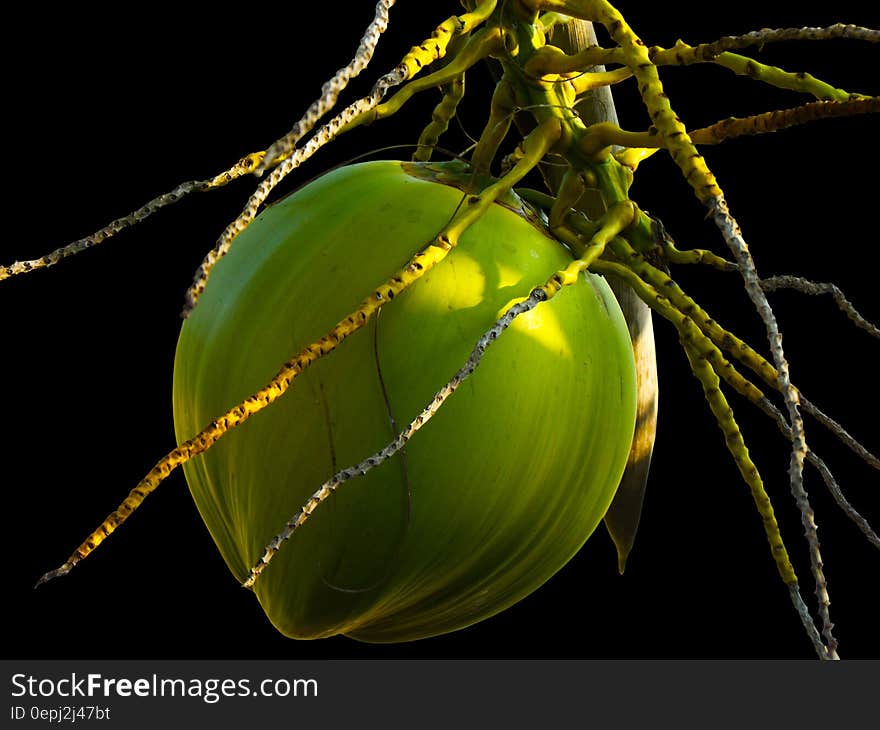 Green Coconut Shell