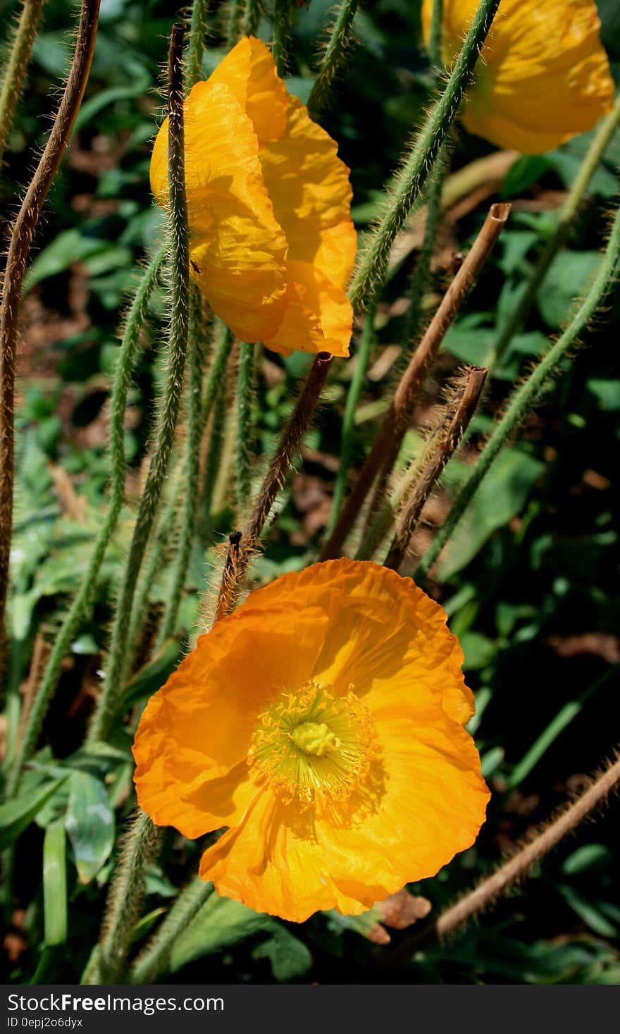 Yellow Flowers