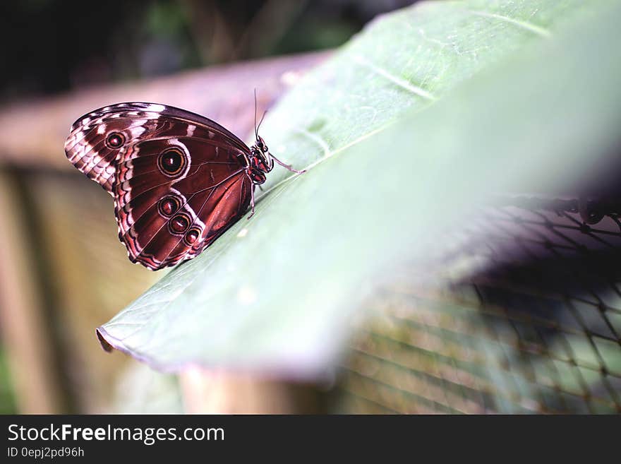 Profile of red butterfly outdoors on sunny day.